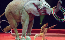 Картины слонихиабстракциониста раскупили на аукционе ФОТО