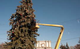 Муниципальные власти начали поиск Новогодней елки