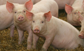 Очаг африканской чумы свиней обнаружен в селе Тудора