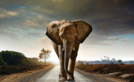 Elefanții au speriat turiștii la safari VIDEO