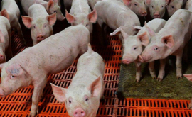 Numărul cazurilor de pestă porcină africană în creştere