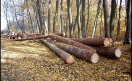 В Вулканештах неизвестные вырубили около 70 деревьев дуба
