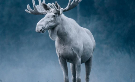 В Швеции переживают за судьбу белого лося