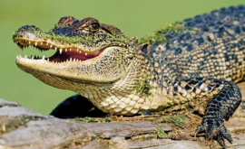 Крокодил решил прогуляться по пляжу во Флориде ВИДЕО
