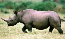 В Австралии родился редкий черный носорог ВИДЕО