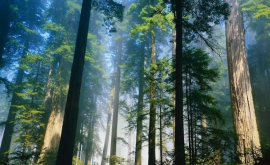 Norvegia a renunțat oficial la tăierile de pădure