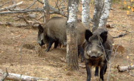 Pesta porcină africană depistată la trei mistreţi vînaţi în raionul Cimişlia