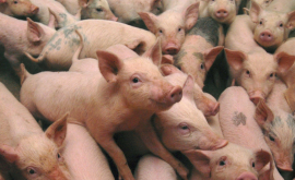 Pesta porcină dă înapoi în unele regiuni din Ucraina 
