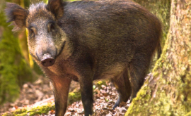 Alarmant Mistreții din pădurile Moldovei ar fi infectați cu pestă porcină