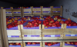 В Россию не пустили еще 20 тонн яблок из Молдовы