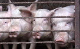 Новый очаг свиной чумы вспыхнул в Хынчештском районе