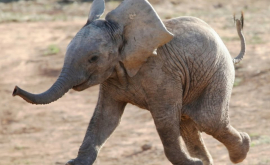 Momentul în care un elefant atacă două vehicule VIDEO
