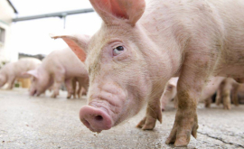 Партию свиней задержанную на таможне в Албице вернули в Румынию