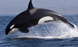 Balenele în mare pericol de dispariţie