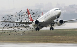 Рейс СибиуВена был отменен после столкновения самолета с птицей