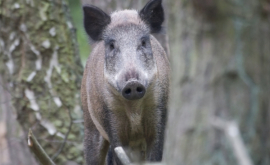 Un porc mistreț radioactiv de la Cernobîl identificat în apropriere de Moldova
