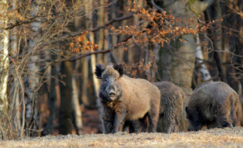 Informații noi despre porcul mistreț radioactiv de la Cernobîl