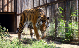 Кишиневский зоопарк будет расширен на 14 га и обновлен