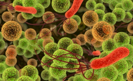 Открыт новый способ борьбы с бактериями
