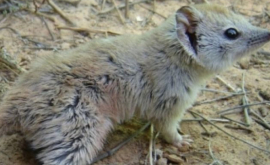 В Австралии нашли животное которое считалось вымершим