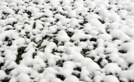 Mii de bulgari de zăpadă au fost observați la malul unui golf din Rusia VIDEO 