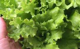 Чем полезны листья салата