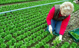 Приднестровских фермеров обучат экологическому сельскому хозяйству