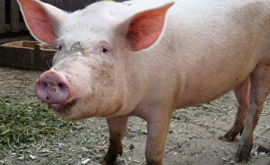 На границе Молдовы зафиксирована новая вспышка свиной чумы