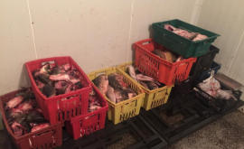 Pește viu păstrat în condiții insalubre confiscat de specialişti VIDEO