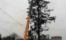 Деньги за перевозку елки из Украины направляются в Кишинев