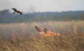Учёные пришли к неожиданному выводу лесные пожары устраивают птицы