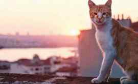 Un festival de film dedicat pisicilor se desfăşoară la Istanbul