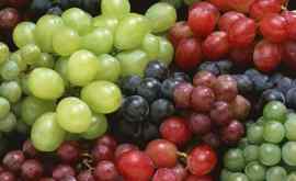 Сколько столового винограда собрала и экспортировала Молдова