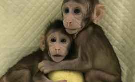 Premieră în lumea științei două maimuțe au fost clonate în China VIDEO