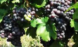 Что известно о старинных молдавских сортах винограда