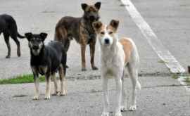 Жители Каушан жалуются на нашествие бродячих собак