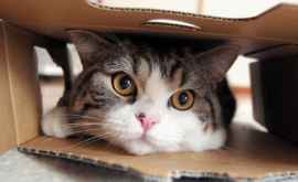 De ce le plac pisicilor atît de mult cutiile