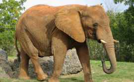 Трогательная сцена колыбельная для слонихи ВИДЕО