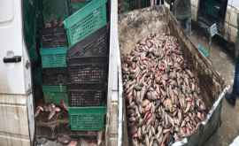 1400 kg de pește viu confiscat şi nimicit de forţele de ordine VIDEO