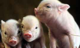 Искусственный интеллект улучшит жизнь свиней