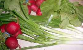 Распространенная ошибка при покупке салата зеленого лука или редиса