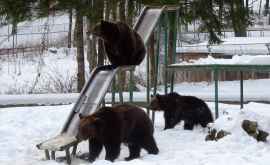Администрация Кишиневского зоопарка приняла усиленные меры