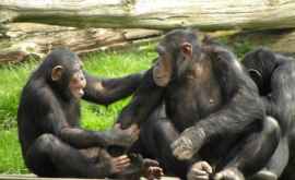 Ученые расшифровали язык жестов обезьян