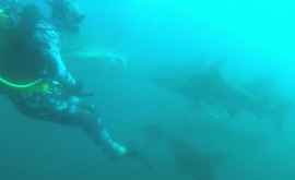 Diverul a fost atacat de rechinul de recif negru VIDEO