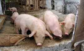 В Каушанах выявлена новая вспышка африканской чумы свиней