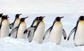 Cea mai mare colonie de pinguini descoperită în largul Peninsulei Antarctica