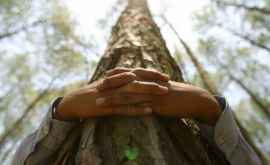 Сколько деревьев нужно чтобы обеспечить кислородом одного человека