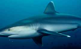 În adîncurile oceanice a fost descoperită o nouă specie de rechin