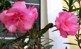 Atenţie la plantele ornamentale din locuinţă TOP 3 flori periculoase care te pot ucide