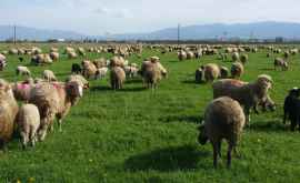 Crescătorii de oi au început să primească deja comenzi pentru Paşte